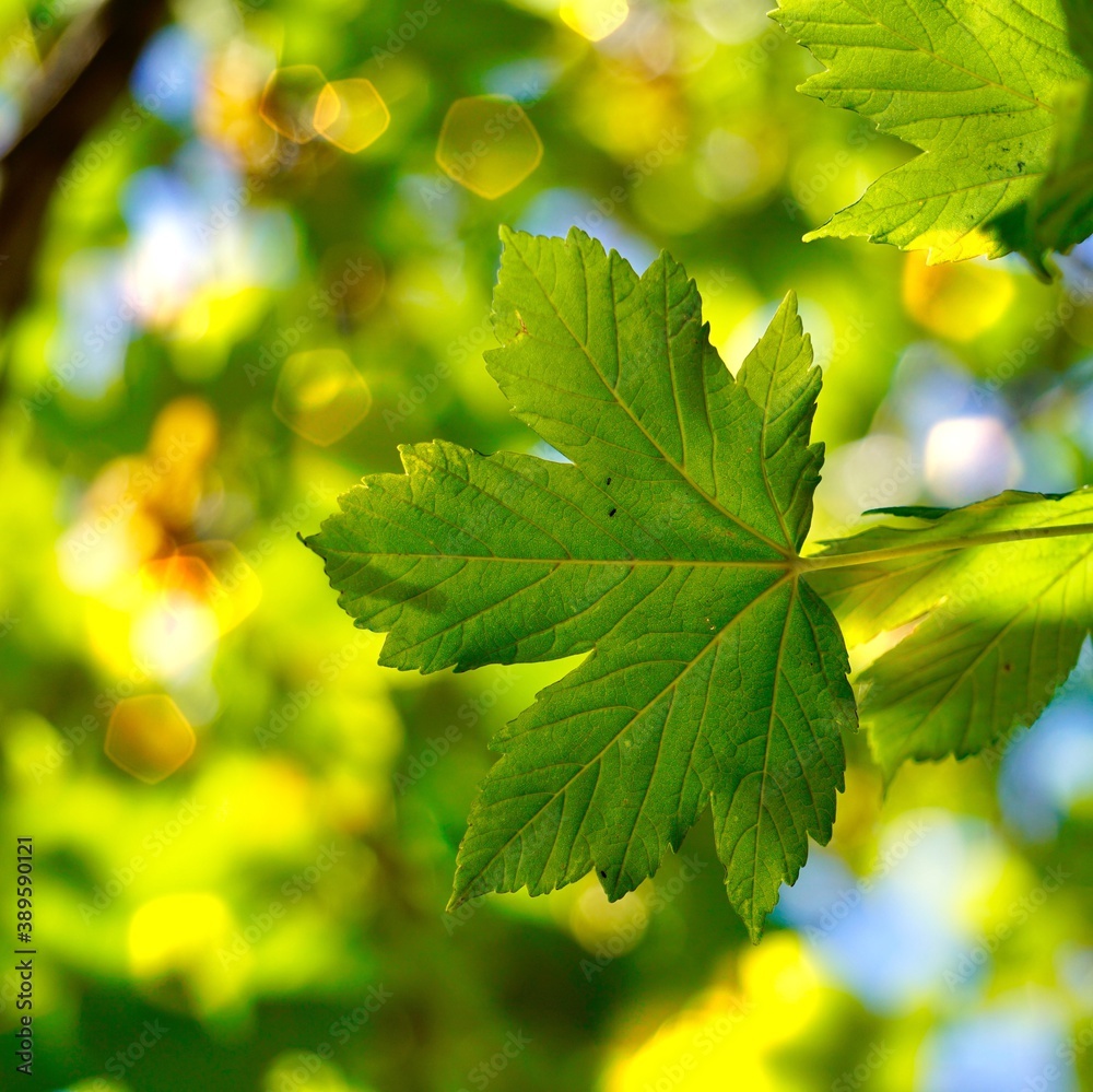 green tree leaves in autumn season, green background green tree leaves in autumn season, green background