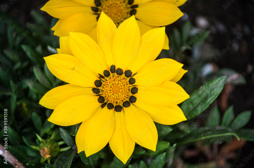 A beautiful, yellow flower blossomed in the flower bed. A beautiful, yellow flower blossomed in the flower bed.