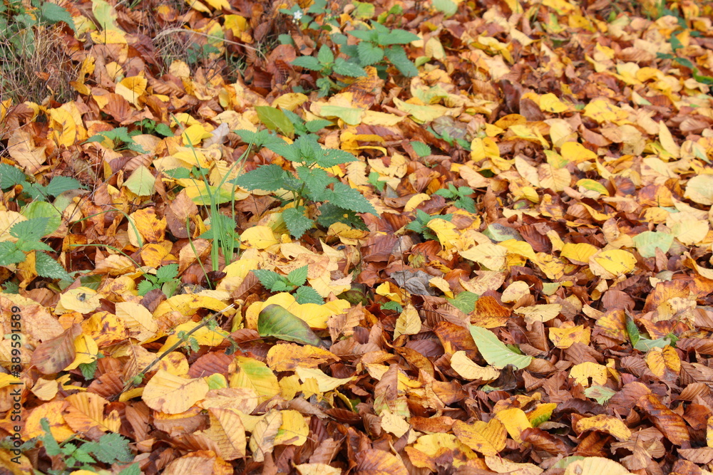 Herbstlaub auf der Wiese