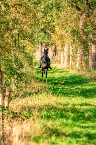 Beautiful blonde female horse rider on a horse without sadle, in the woods in the setting sun, autumn day. Horse riding, horseback riding