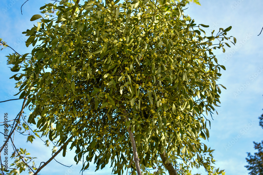 Mistletoe, a parasite on a tree Mistletoe, a parasite on a tree