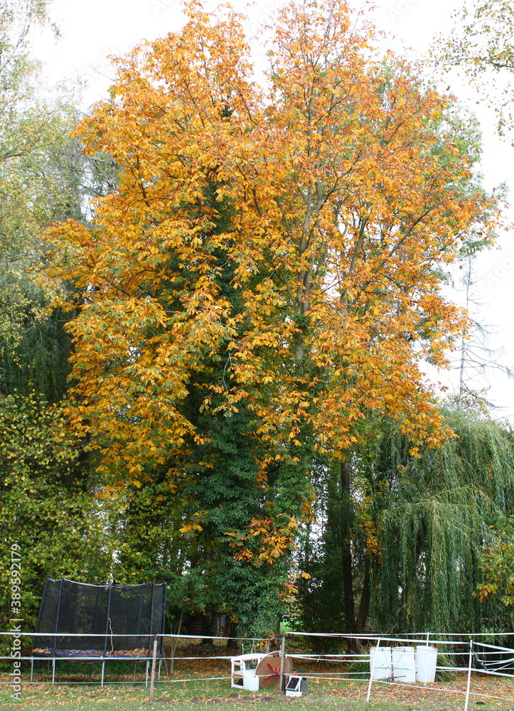 Naklejka premium Kastanienbaum mit gefärbtem Herbstlaub