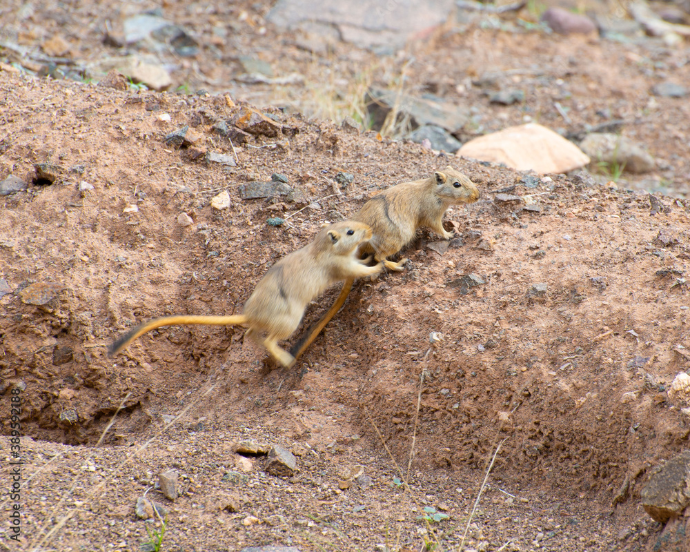 Obraz premium Group of great gerbils communicating with each other on their natural habitat, Charyn canyon, Kazakhstan 