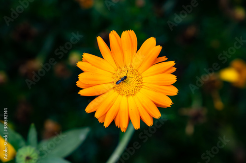 Orange flower and an insect (field marigold, calendula arvensis)