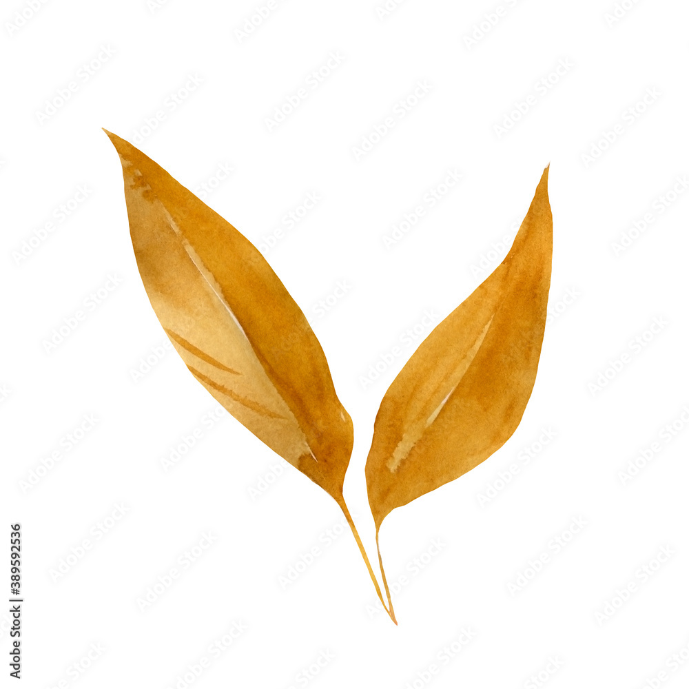 Watercolor dry autumn leaf on isolated white background