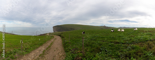 country roaad leading to ocean and steep cliffs in green coastal landscape with cows photo