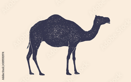 Camel, dromedary. Vintage retro print, black white camel drawing, grunge old school style. Isolated black silhouette camel on white background. Side view profile. Vector Illustration