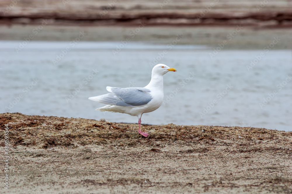 Glaucous Gull (Larus hyperboreus) in Barents Sea coastal area, Russia Glaucous Gull (Larus hyperboreus) in Barents Sea coastal area, Russia