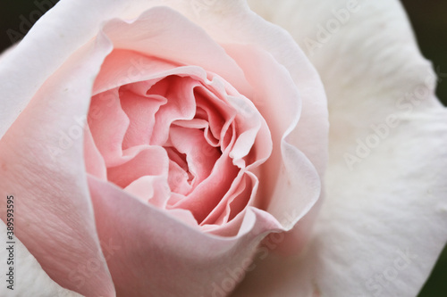 A delicate large rose flower blooms in the garden.