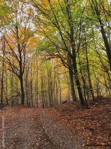 autumn in the forest