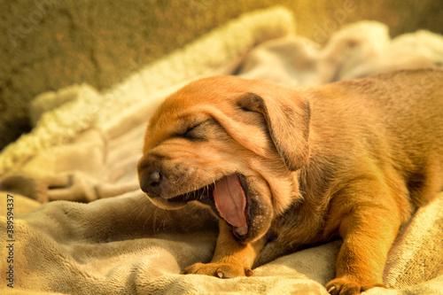 A view of a puppy dog