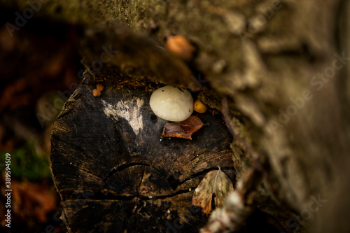 Forest of Rubbio state reserve