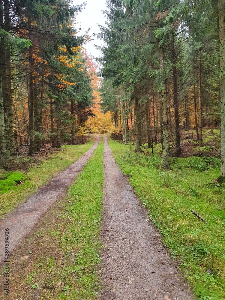 Obraz premium path in the woods