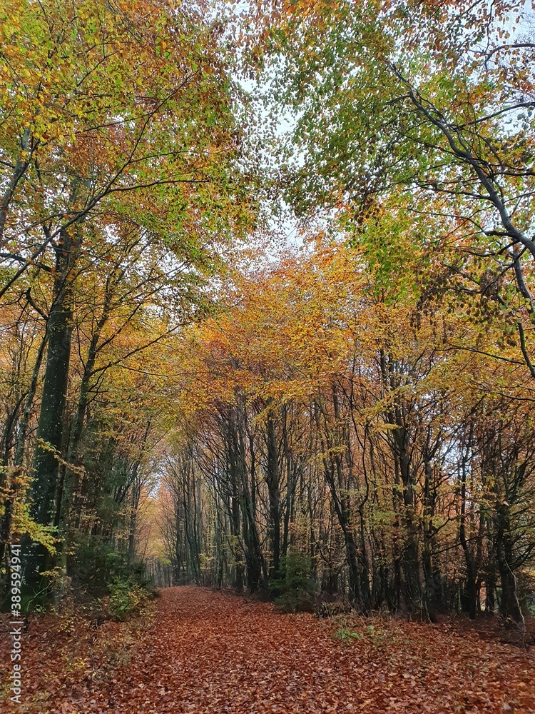 autumn in the forest