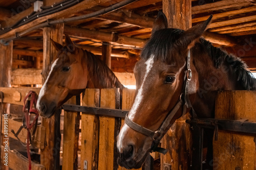 Horses standing in a stall in a stable. Jockey, hippodrome, horseback riding. © Aliaksandr Marko