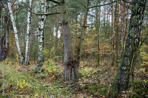 Fototapeta Naklejka Na Ścianę i Meble -  autumn trees in the forest