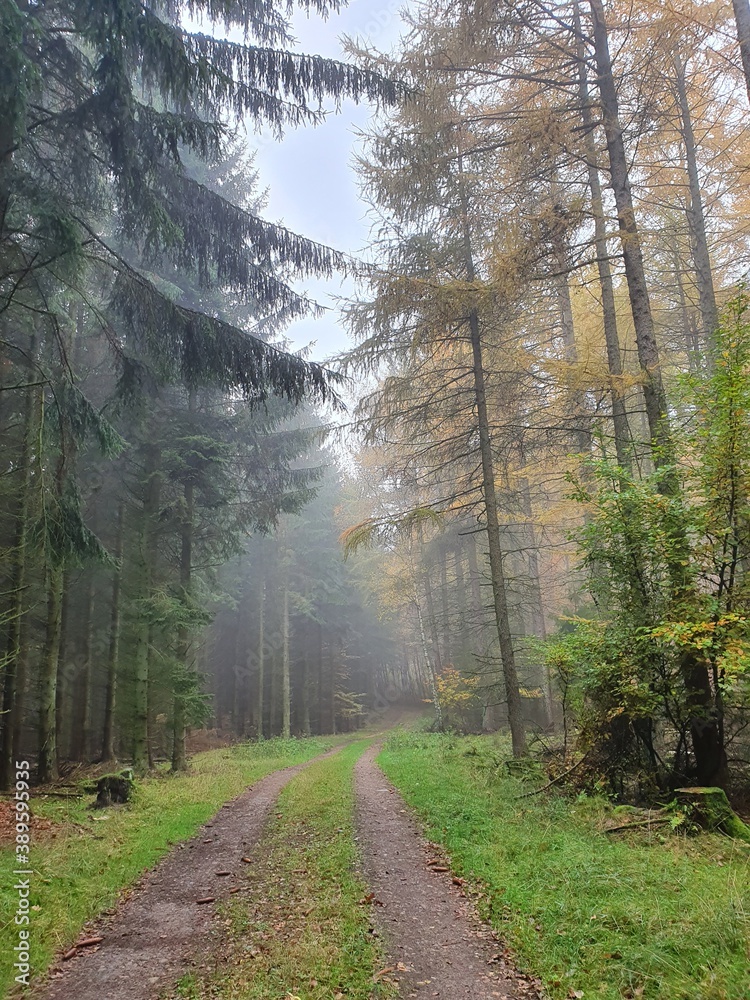 foggy path in the forest in autumn