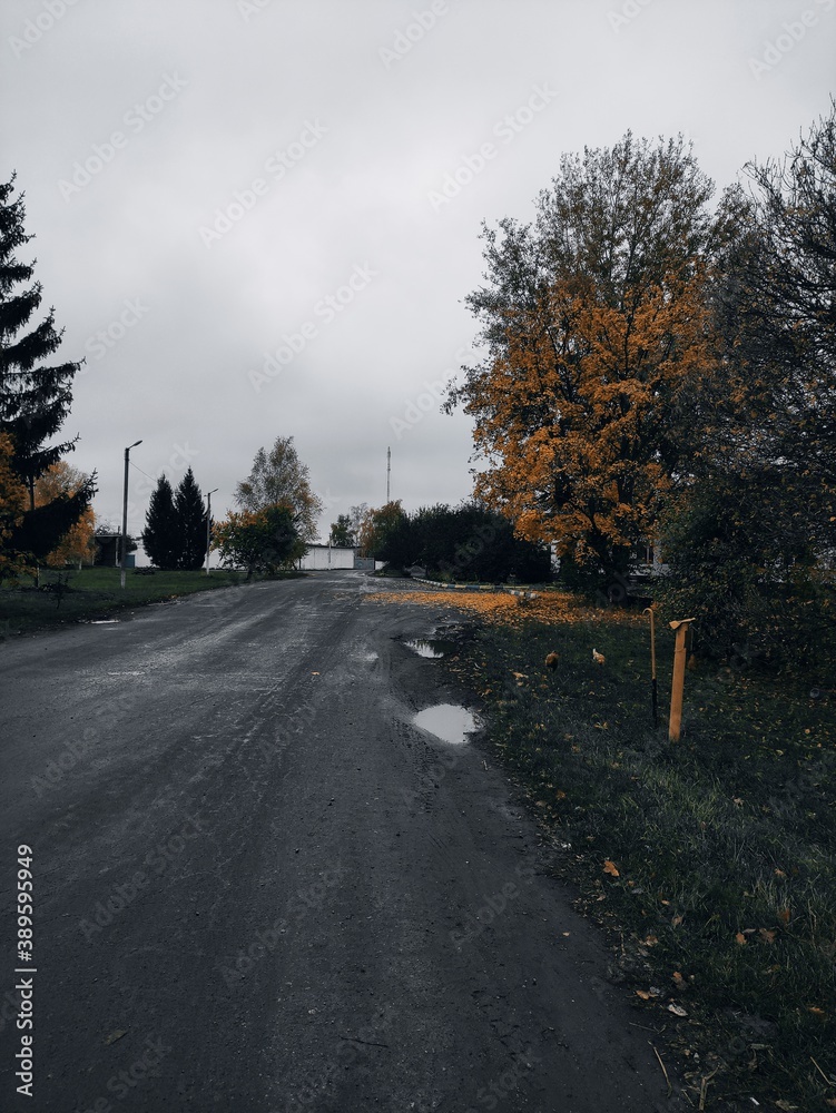 Naklejka premium road in the forest