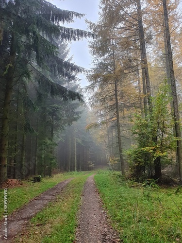 foggy path in the forest in autumn