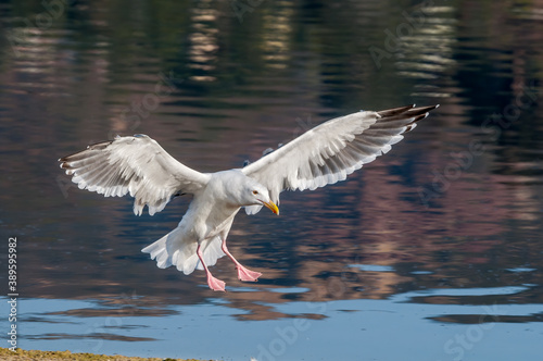 Western Gull (Larus occidentalis) in Malibu Lagoon, California, USA © Nick Taurus