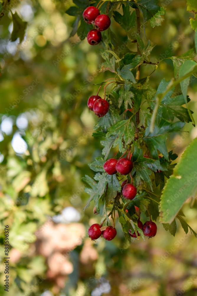 Hawthorn Hawthorn