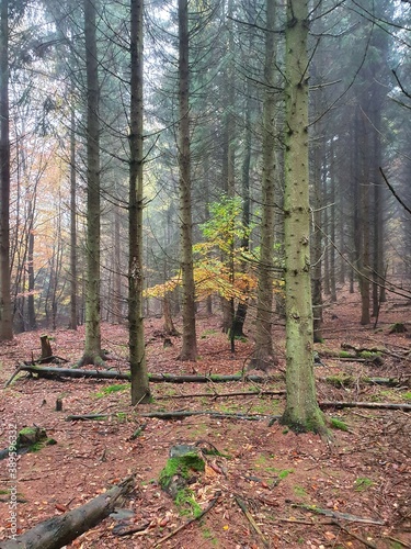 fog in the forest in autumn