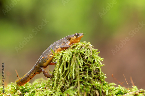 The Carpathian newt  or Montadon s newt   Lissotriton montandoni  is a species of salamander in the family Salamandridae. 