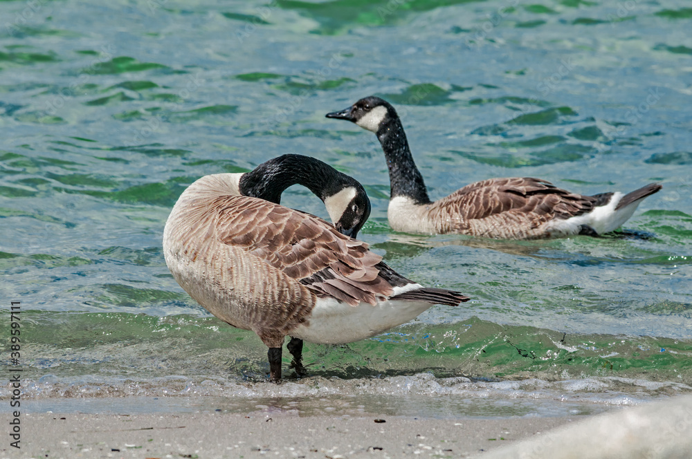 Molting Canada Goose (Branta canadensis) on the shore of the Baltic Sea, Laboe, Schleswig-Holstein, Germany Molting Canada Goose (Branta canadensis) on the shore of the Baltic Sea, Laboe, Schleswig-Holstein, Germany