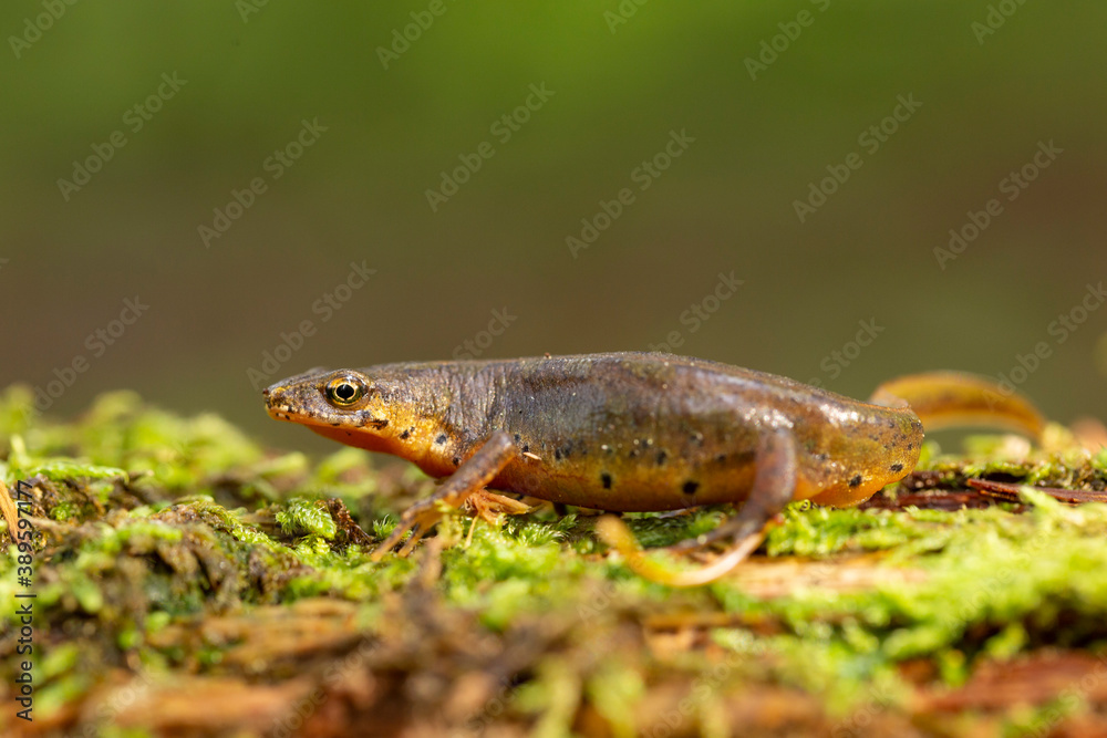 Fototapeta premium The Carpathian newt, or Montadon's newt, (Lissotriton montandoni) is a species of salamander in the family Salamandridae. 