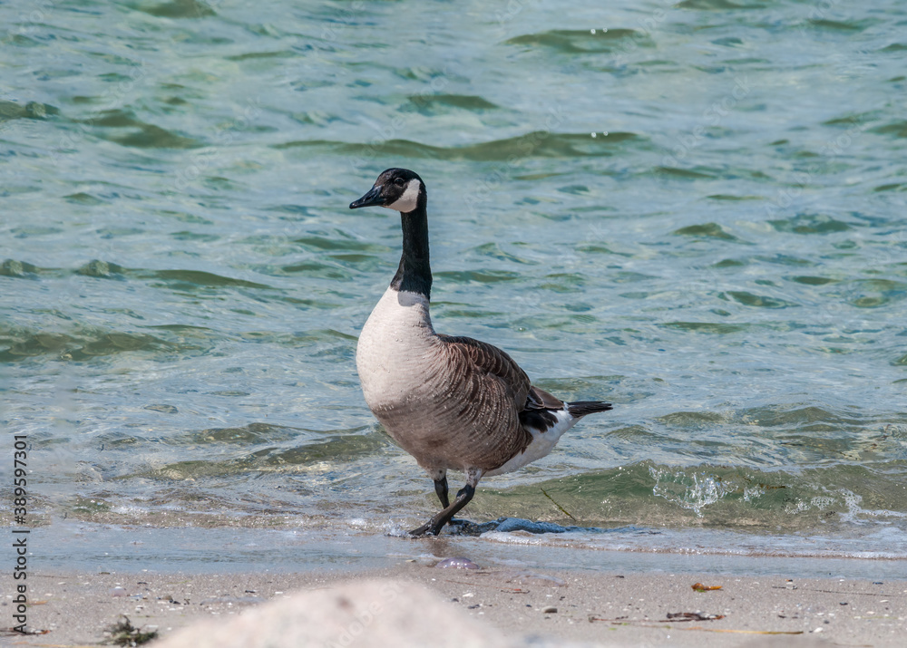 Molting Canada Goose (Branta canadensis) on the shore of the Baltic Sea, Laboe, Schleswig-Holstein, Germany