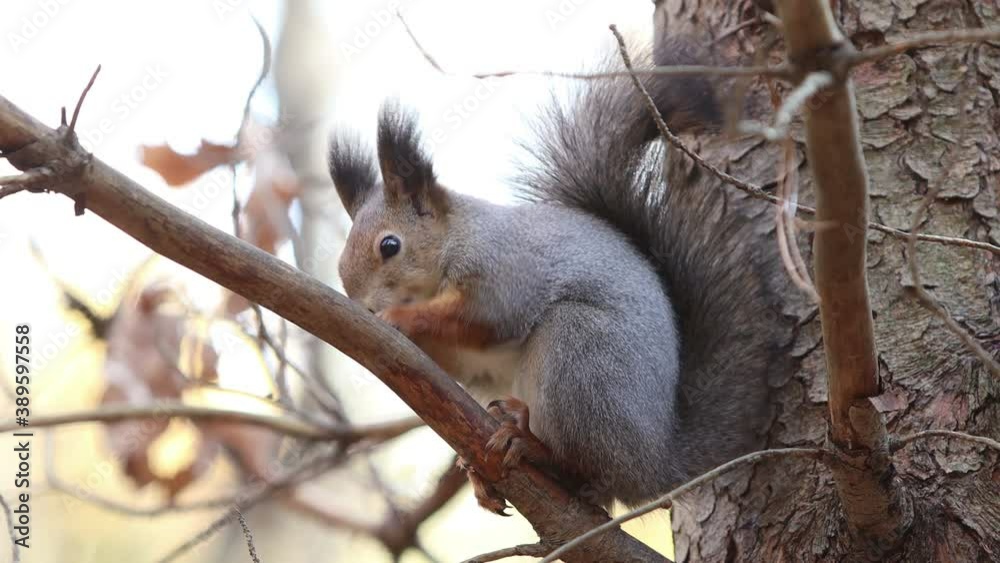 squirrel jumps eats runs through the autumn forest squirrel jumps eats runs through the autumn forest