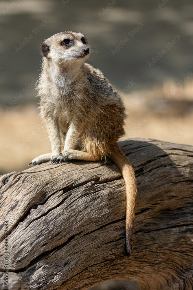 Fototapeta premium meerkat sitting on top of a dry log