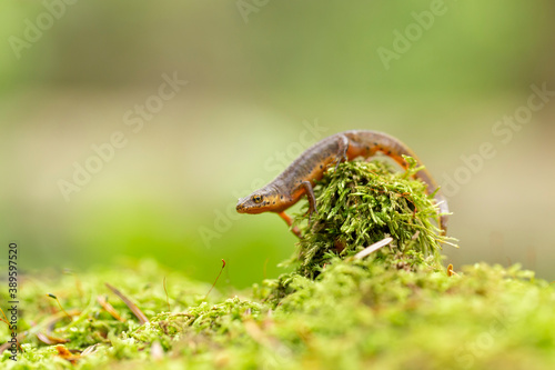 The Carpathian newt, or Montadon's newt, (Lissotriton montandoni) is a species of salamander in the family Salamandridae.  photo