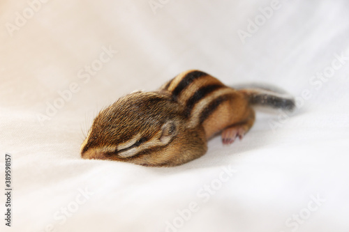 Fototapeta Naklejka Na Ścianę i Meble -  close up of a baby chipmunk sleeping on white sheets