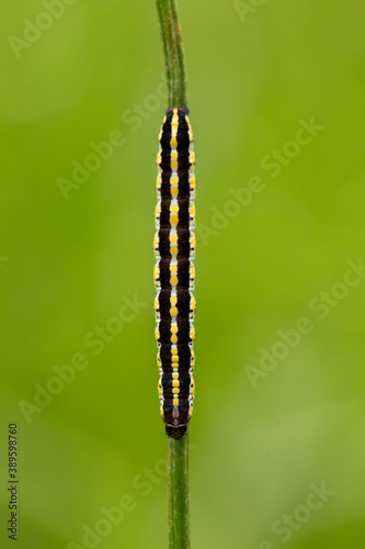 Cucullia lucifuga is a species of moth of the family Noctuidae. Caterpillar moth Cucullia lucifuga in the natural environment. photo