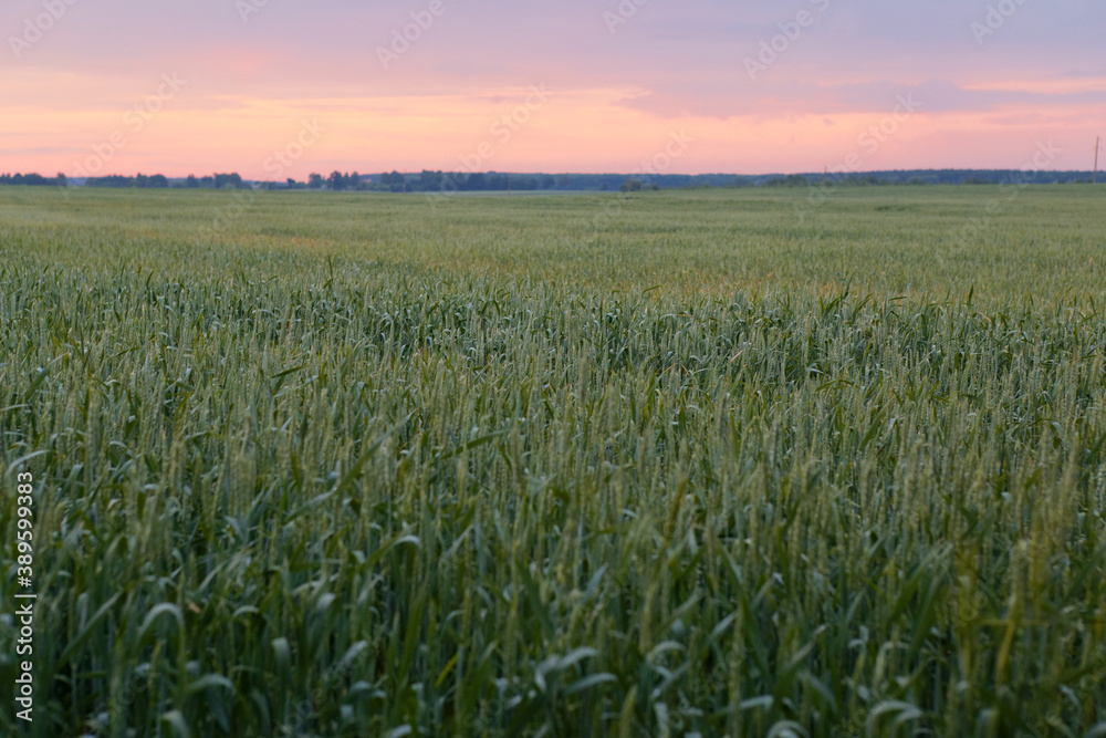 wheat field at sunset of summer day