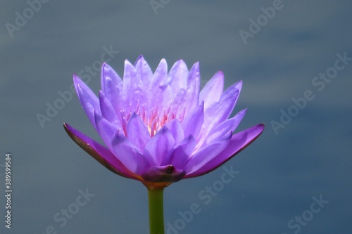 Purple lotus flower in the pond in Florida nature