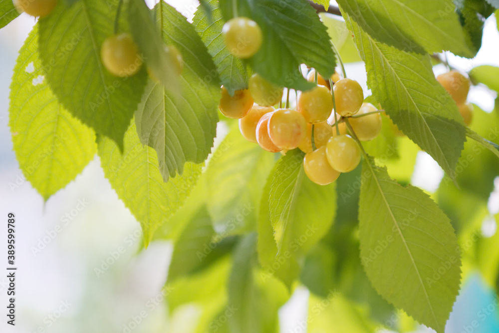 Fototapeta premium unripe cherry among the green leaves of the tree