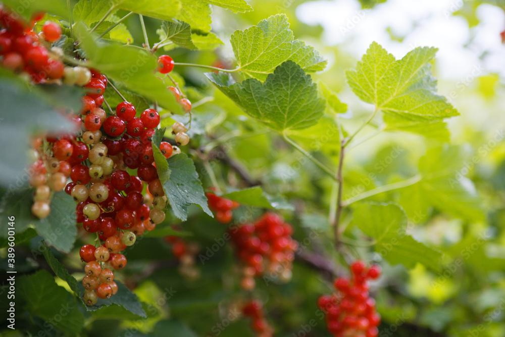 red currant among the green leaves of the tree red currant among the green leaves of the tree