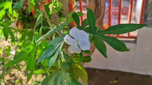 indian periwinkle or Madagascar Periwinkle flower on garden photo