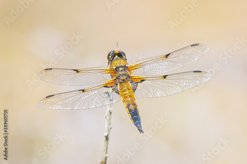 Close-up of a four-spotted chaser Libellula quadrimaculata dragonfly © Sander Meertins