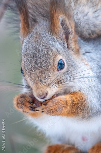 The squirrel with nut sits on a tree in the winter or autumn