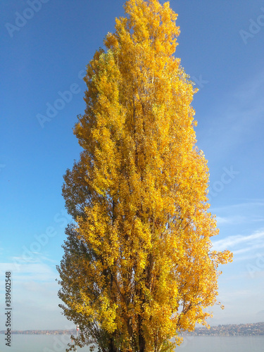 yellow autumn tree in france