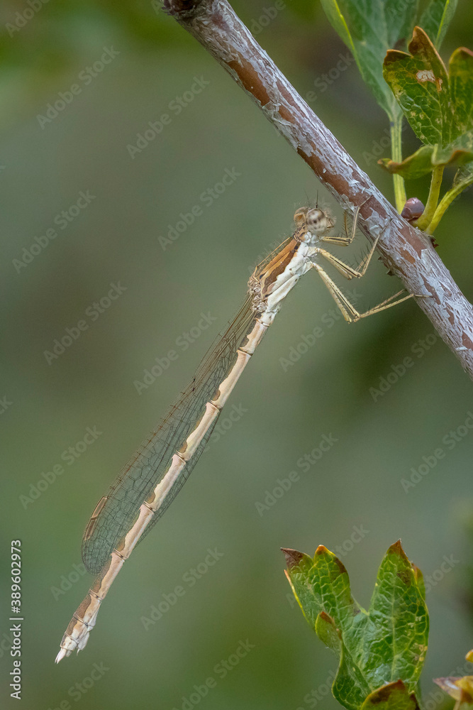 Common winter damselfly, Sympecma fusca, male Common winter damselfly, Sympecma fusca, male