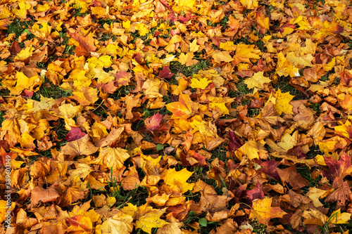 The background of the multi-colored fallen leaves.