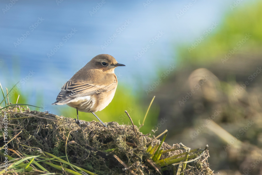 Fototapeta premium Northern wheatear bird, Oenanthe oenanthe,