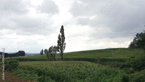 field of wheat