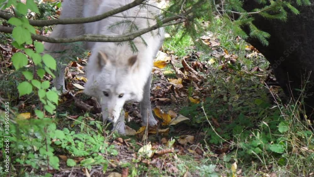 Southern Rocky Mountain Gray Wolf (Canis lupus youngi) sniffs at ground beside a boulder. Southern Rocky Mountain Gray Wolf (Canis lupus youngi) sniffs at ground beside a boulder.