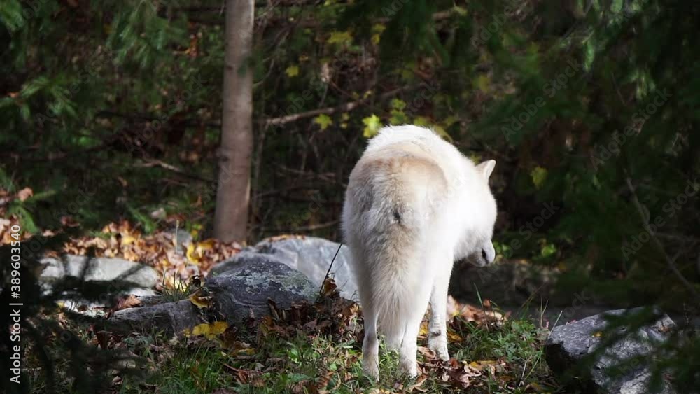 Southern Rocky Mountain Gray Wolf (Canis lupus youngi) walks in wooded area amidst bounders, then climbs down behind hill. Southern Rocky Mountain Gray Wolf (Canis lupus youngi) walks in wooded area amidst bounders, then climbs down behind hill.