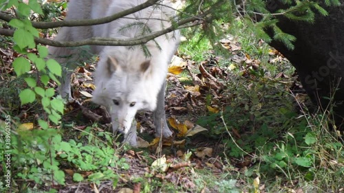 Southern Rocky Mountain Gray Wolf (Canis lupus youngi) sniffs at ground beside a boulder. photo